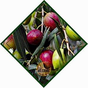 Ayvalık Zeytin Fidanı