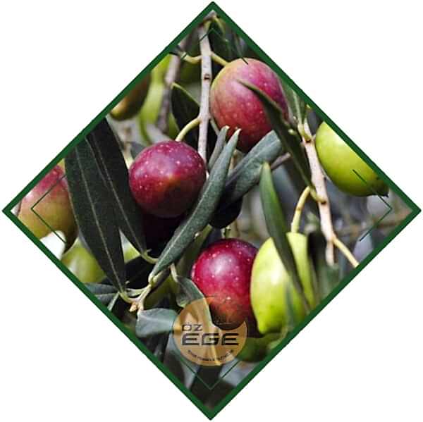Ayvalık Zeytin Fidanı