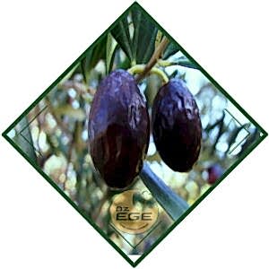 Erkence Zeytin Fidanı