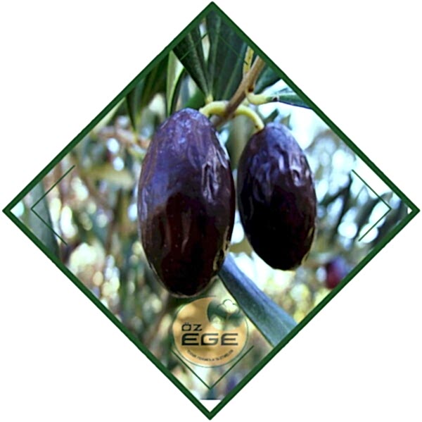 Erkence Zeytin Fidanı
