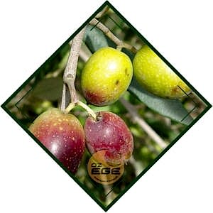 Frantoio Zeytin Fidanı