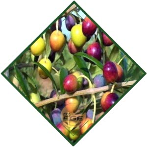 Gemlik Zeytin Fidanı