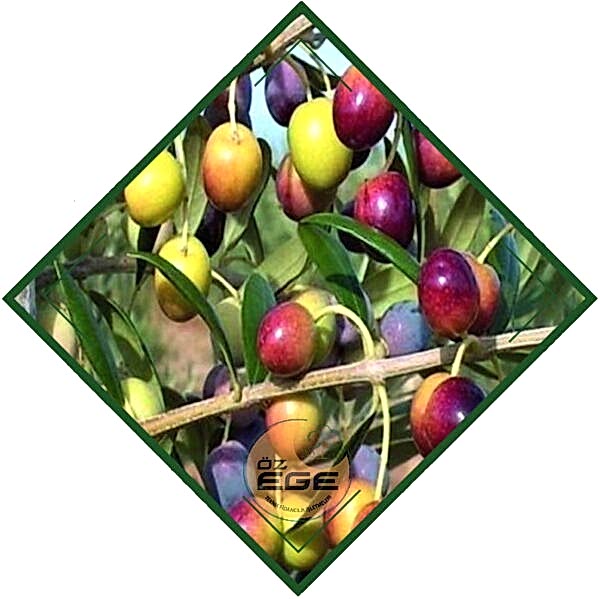 Gemlik Zeytin Fidanı