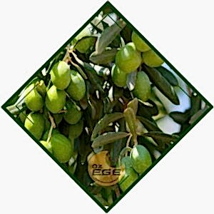 Girit Zeytin Fidanı