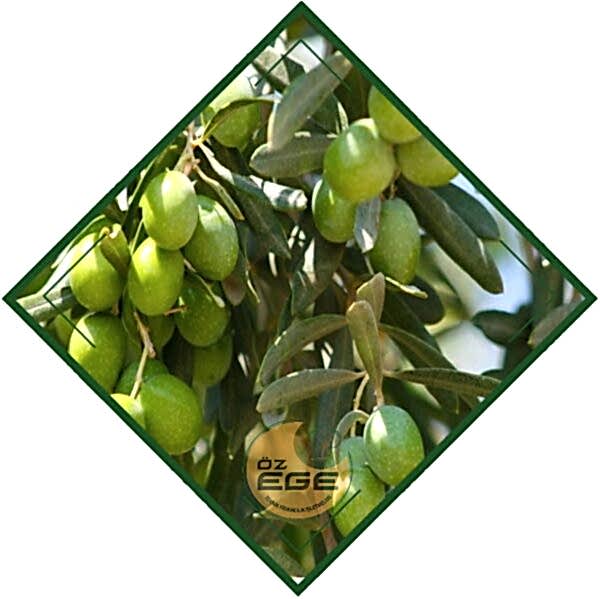Girit Zeytin Fidanı