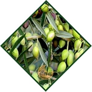 Kilis Yağlık Zeytin Fidanı