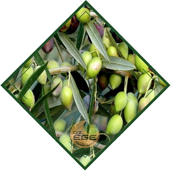 Kilis Yağlık Zeytin Fidanı