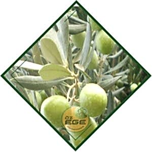 Sarı Ulak Zeytin Fidanı