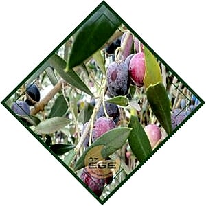 Uslu Zeytin Fidanı