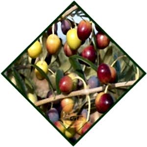 Arbeqine Zeytin Fidanı