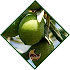 Çekişte Zeytin Fidanı