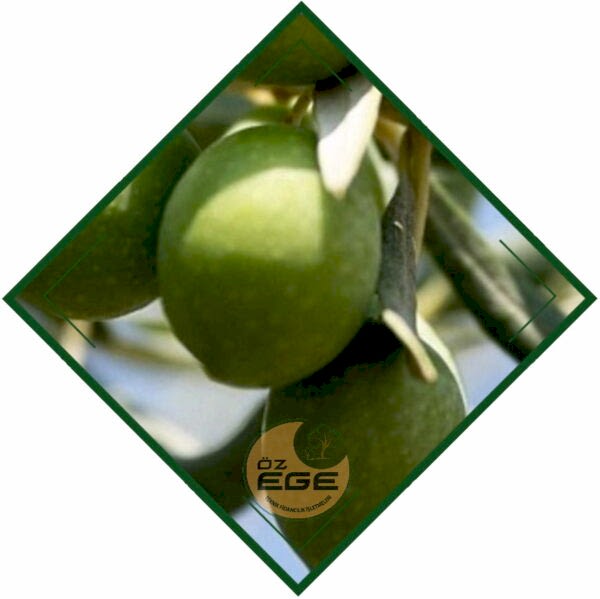 Çekişte Zeytin Fidanı
