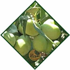 Domat Zeytin Fidanı