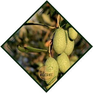 Eşek Zeytin Fidanı