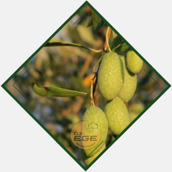 Eşek Zeytin Fidanı