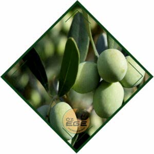 Gemlik 21 Zeytin Fidanı