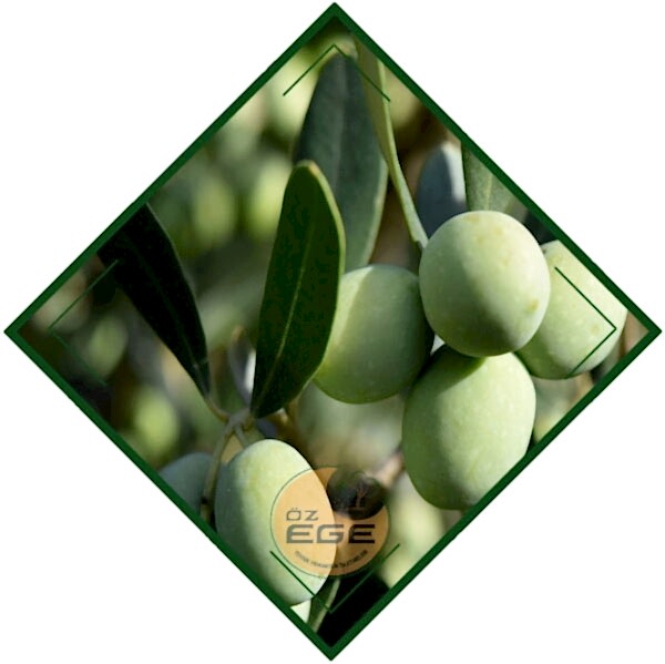Gemlik 21 Zeytin Fidanı