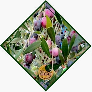 Gemlik 27 Zeytin Fidanı