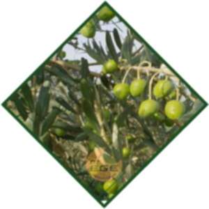 Manzanilla Zeytin Fidanı
