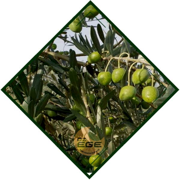 Manzanilla Zeytin Fidanı