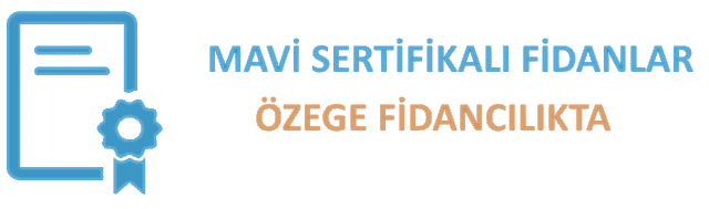 Öz Ege Teknik Fidancılık | Zeytin Fidanı | Mavi Sertifikalı Zeytin Fidanı