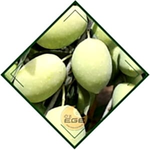 Memecik Zeytin Fidanı