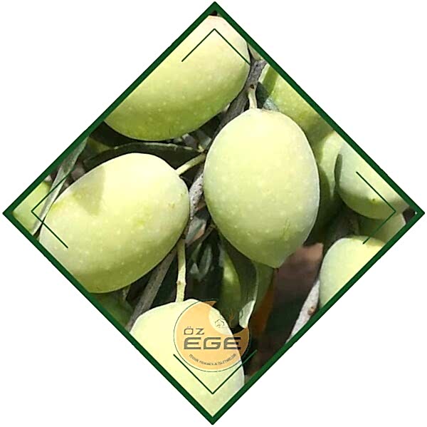 Memecik Zeytin Fidanı