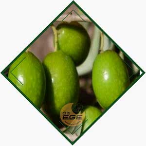 Tavşan Yüreği Zeytin Fidanı
