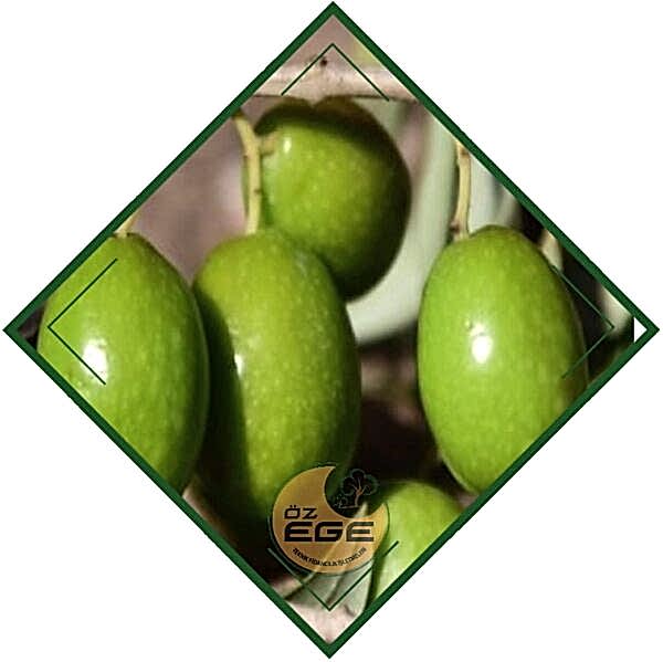 Tavşan Yüreği Zeytin Fidanı