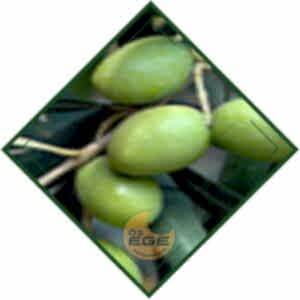 Yamalak Sarısı Zeytin Fidanı